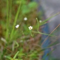 Geelhartje (Linum carthaticum)