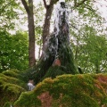 Wasserbaum Ockensen